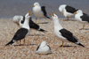 1cy fuscus in August, ringed in Finland. (81365 bytes)